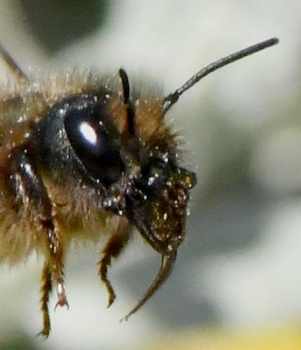 Osmia tricornis